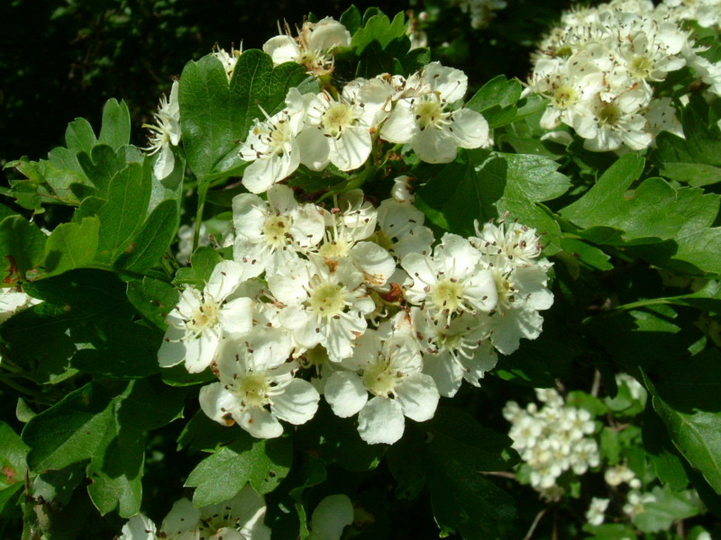 Crataegus monogyna